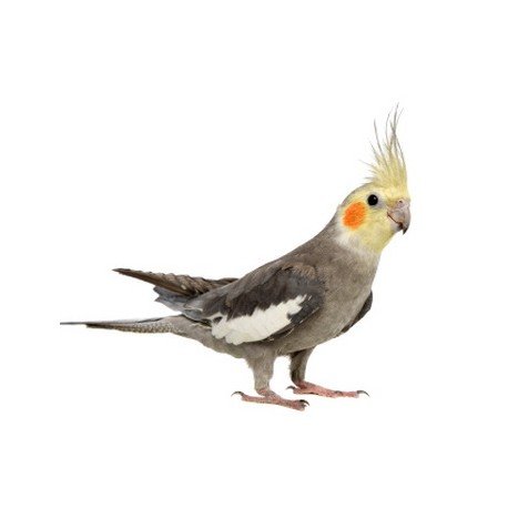 yellow cockatiel for sale