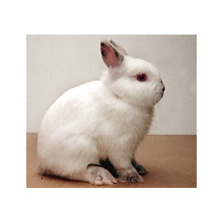 dwarf dutch rabbits for sale