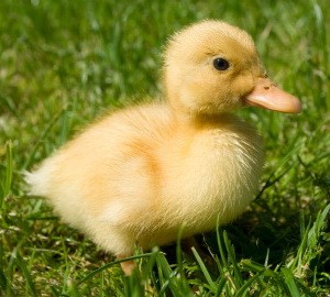 https://www.petandgarden.com.au/1366/ducklings-pekin-baby-ducks-for-sale.jpg