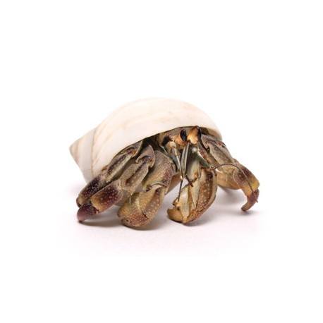 land hermit crabs for sale online
