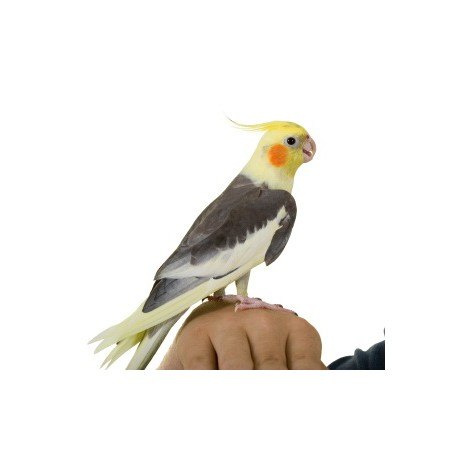 Hand Raised Baby Cockatiels for Sale 