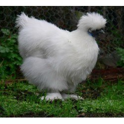 Silkie Chickens for Sale Sydney