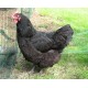 Black Australorp Chickens for Sale Sydney