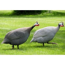 Guineafowl for Sale