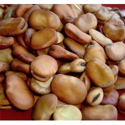 Broad Bean Seeds- Tripoli 100 g.