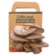 Life Cykel Oyster Mushroom Grow Kits