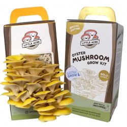 Gold Oyster Mushroom Grow Kit (Little Acre)