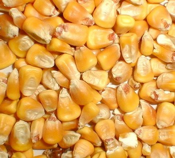 Discover more than 69 bag of corn feed - xkldase.edu.vn