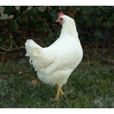 White Leghorn Chickens For Sale Central Sydney Near Strathfield