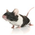 Rat & Mice Products