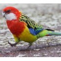 Rosellas for Sale