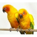 Conures for Sale