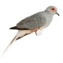 Doves For Sale