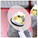 Bird Treatments - Misc