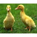 Ducks for Sale Ducklings